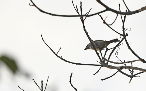 Yellow-shouldered Grosbeak (Parkerthraustes humeralis), photo 4