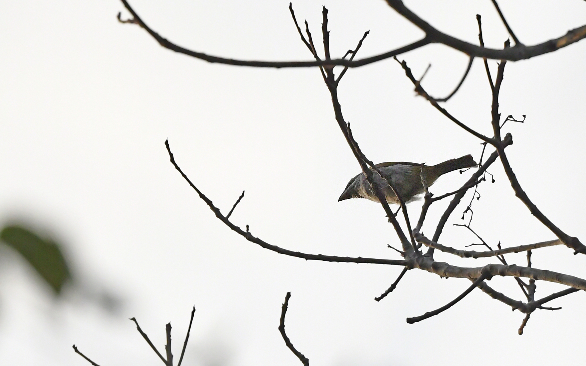 Yellow-shouldered Grosbeak (Parkerthraustes humeralis), photo 2