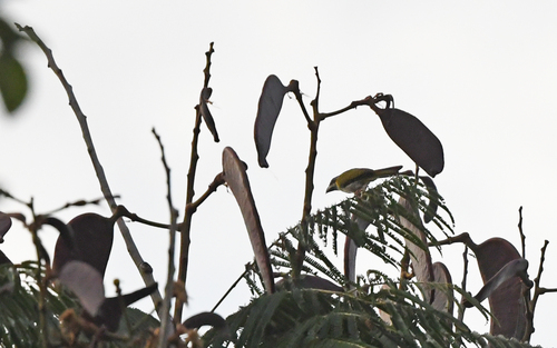 Yellow-shouldered Grosbeak (Parkerthraustes humeralis), photo 10