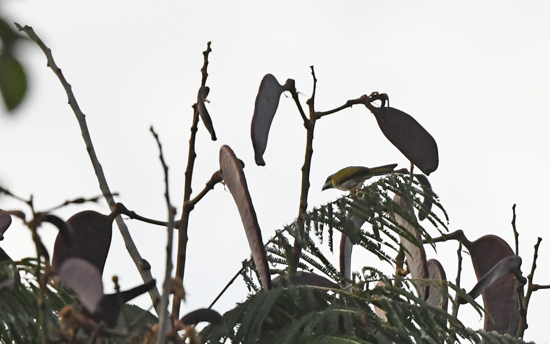 Yellow-shouldered Grosbeak (Parkerthraustes humeralis), photo 7