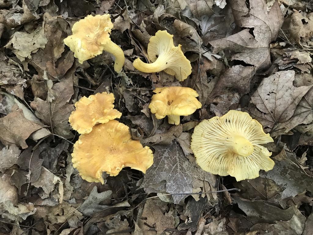 Cantharellus lewisii from 3748 Albert Johnson Rd, Nashville, IN, US on ...