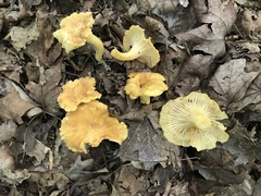 Cantharellus lewisii