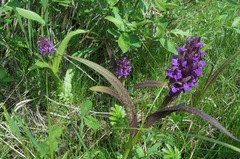 Dactylorhiza incarnata cruenta
