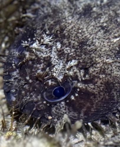 Ocellated frogfish toadfish (Halophryne ocellatus) — Batrachoididae — 4