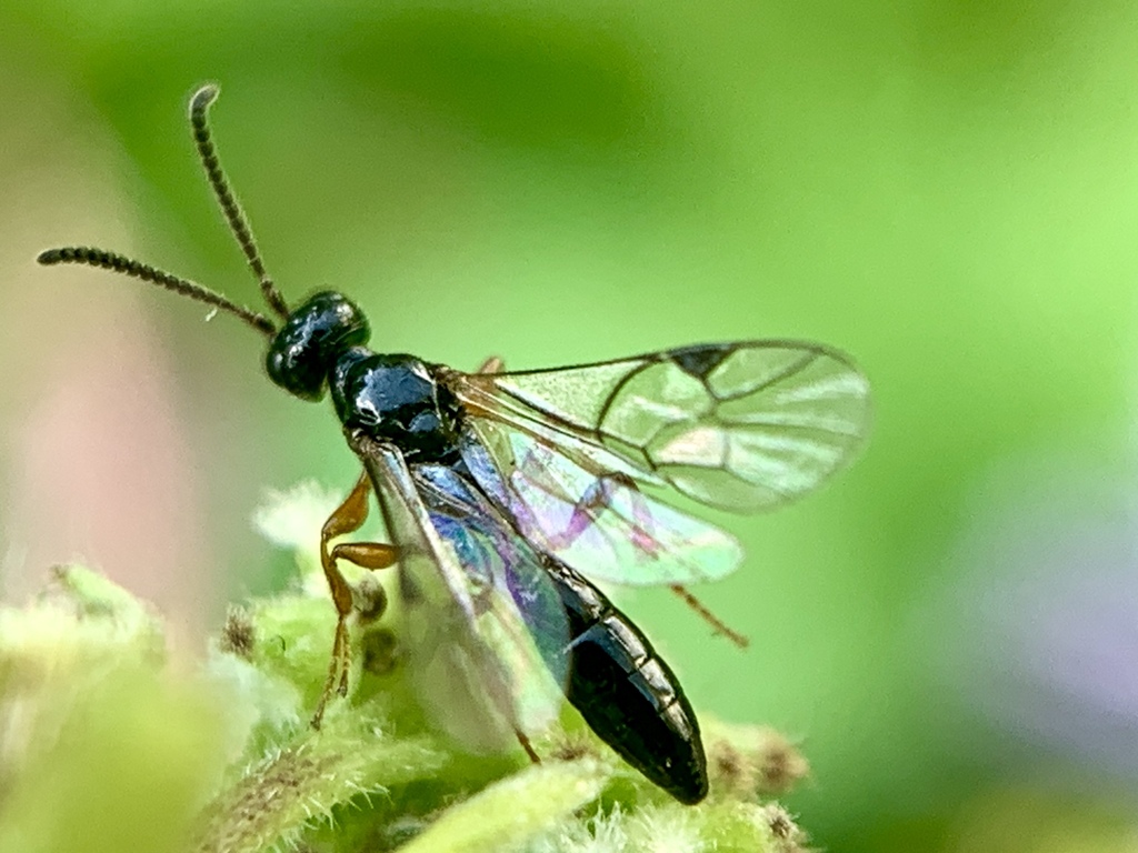 Phrudinae