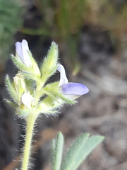 Lupinus kingii