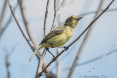 Vireo pallens