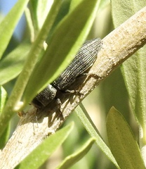 Polycesta