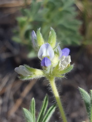 Lupinus kingii