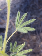 Lupinus kingii