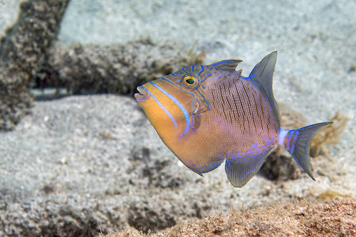 Old wife (Balistes vetula) — Balistidae — 2