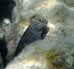 Red-Streaked Blenny photo 3