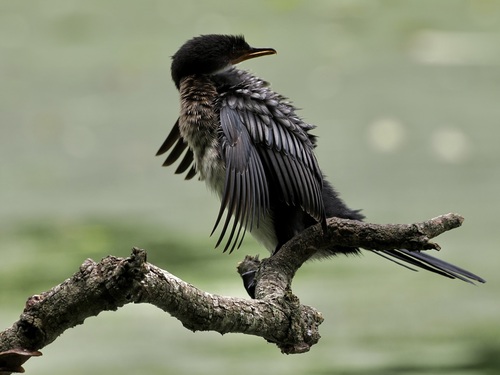 Cormorán africano (Microcarbo africanus)