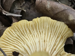 Cantharellus lewisii