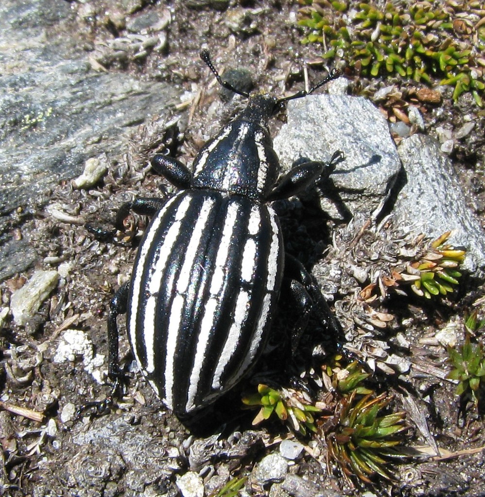 Lyperobius hudsoni