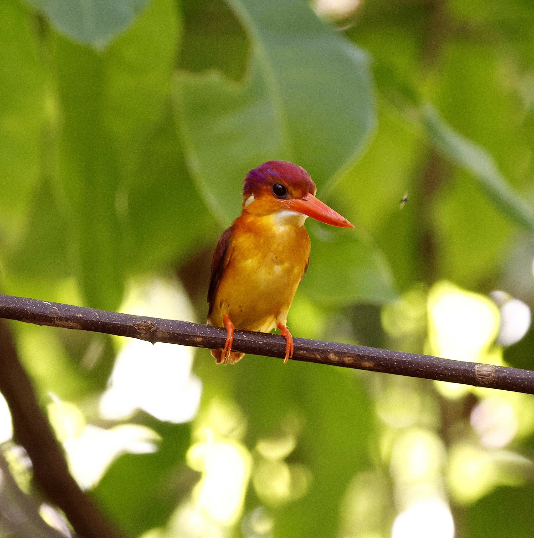 Black-backed Dwarf Kingfisher