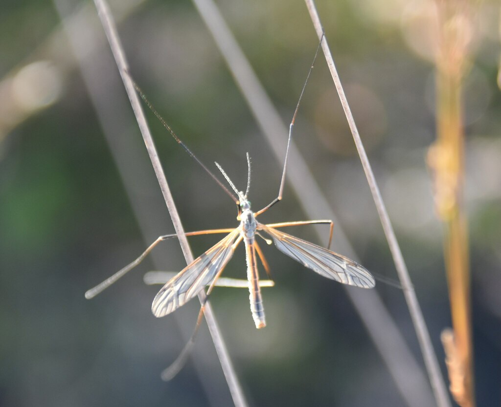 Tipula melanoceros