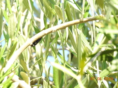 Polycesta