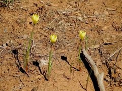 Zephyranthes longifolia