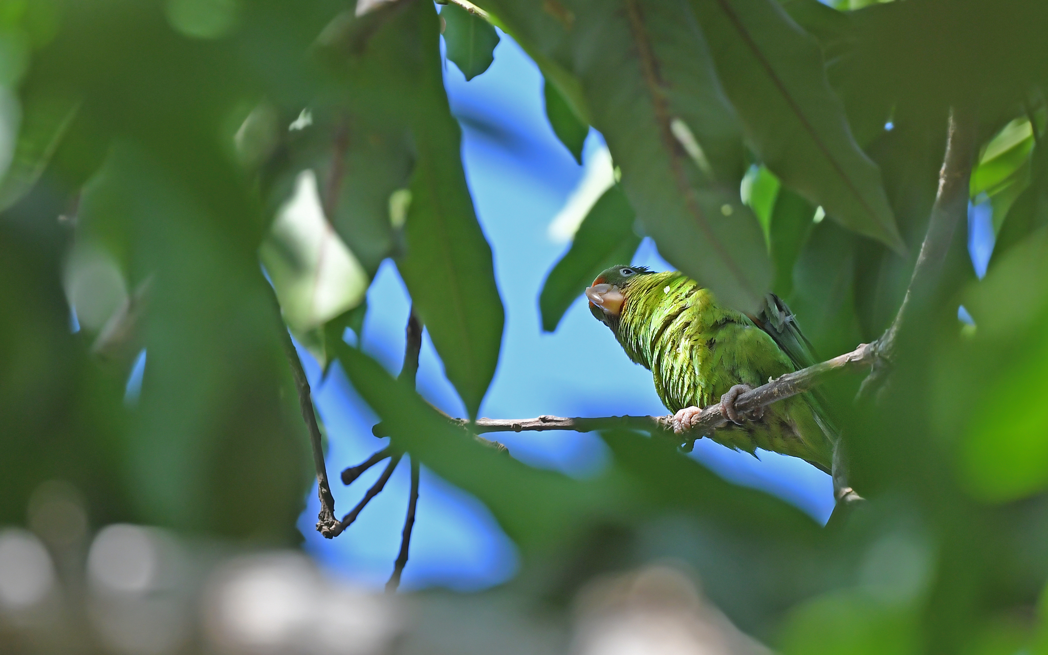Golden-winged Parakeet (Brotogeris chrysoptera), photo 4