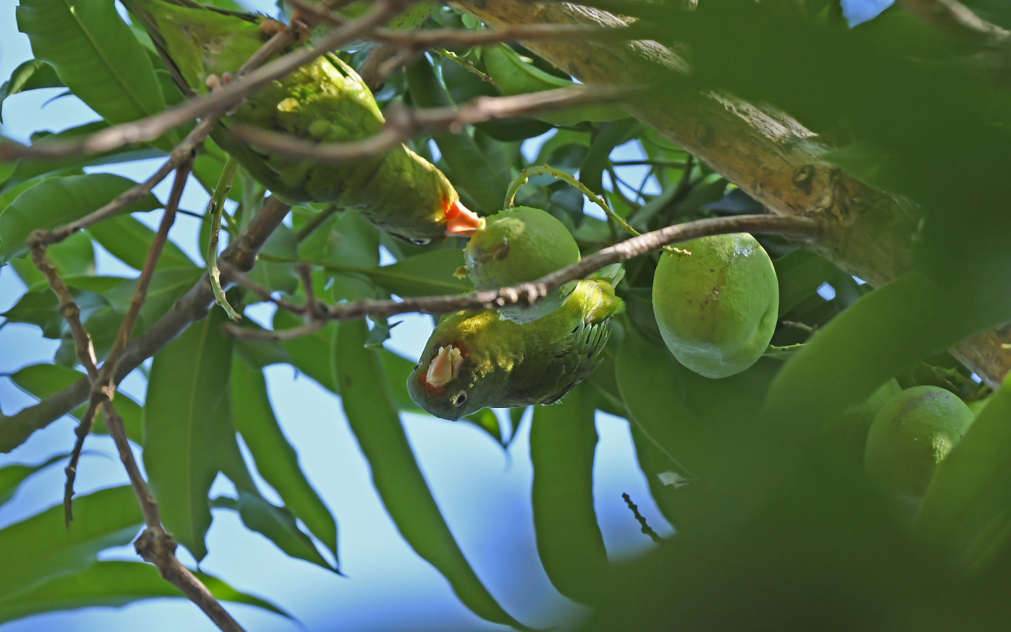 Golden-winged Parakeet (Brotogeris chrysoptera), photo 5