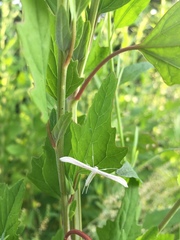 Hellinsia homodactylus