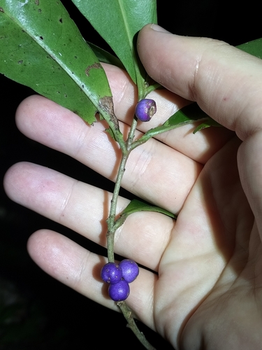 Image of Myrsine subsessilis by (c) Matthew Borella, some rights reserved (CC BY)