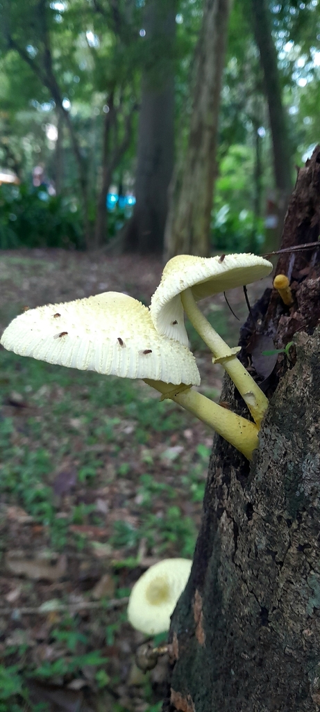 Leucocoprinus birnbaumii · October 2024 · photo: © rafaperazzolo (iNaturalist, cc-by)