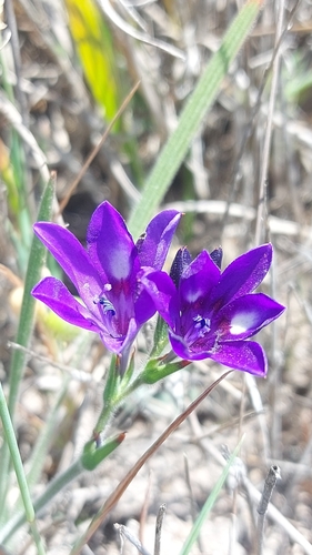 Image of Babiana angustifolia by (c) Jacques van der Merwe, some rights reserved (CC BY-SA)