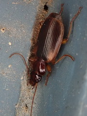 Cymindis limbata