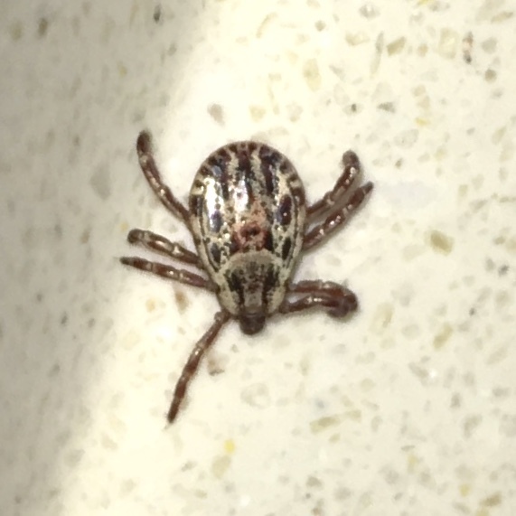 Rocky Mountain Wood Tick (Dermacentor andersoni) — research-grade photo via iNaturalist