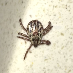 Dermacentor andersoni