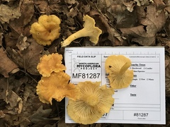 Cantharellus lewisii