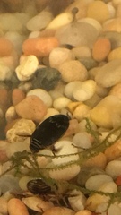 Acilius abbreviatus