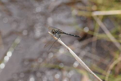 Sympetrum maculatum