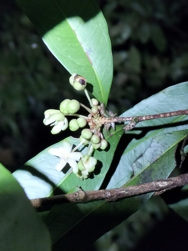 Hawaiian snowbush (Brackenridgea nitida)