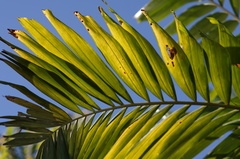 Arecaceae