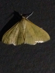 Loxomorpha flavidissimalis