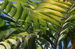 Arecaceae