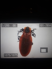 Lycus sanguinipennis