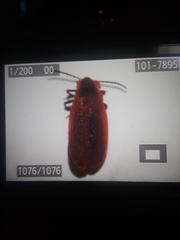 Lycus sanguinipennis