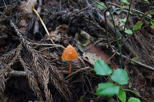 Entoloma