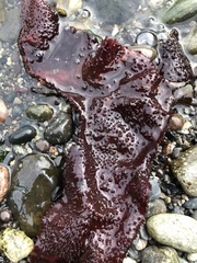 Chondracanthus