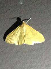 Loxomorpha flavidissimalis