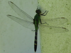 Erythemis simplicicollis