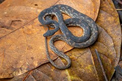Rough Coffee Snake photo 1