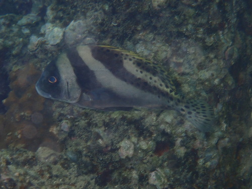 Crescent sweetlips (Plectorhinchus cinctus) — Haemulidae — 5