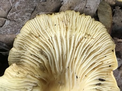 Cantharellus lewisii