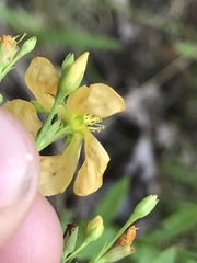 Hypericum virgatum