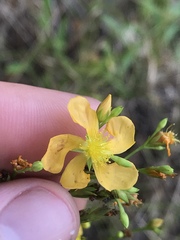Hypericum virgatum